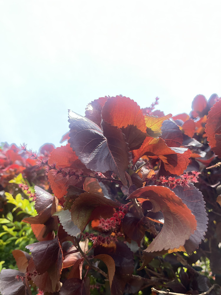 Flora