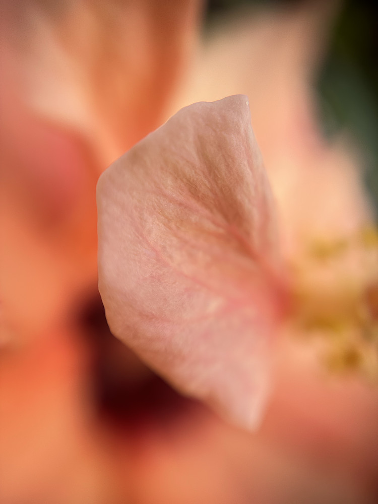 Peach Waves