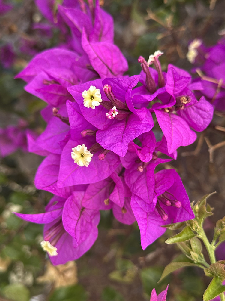 Purple Magic