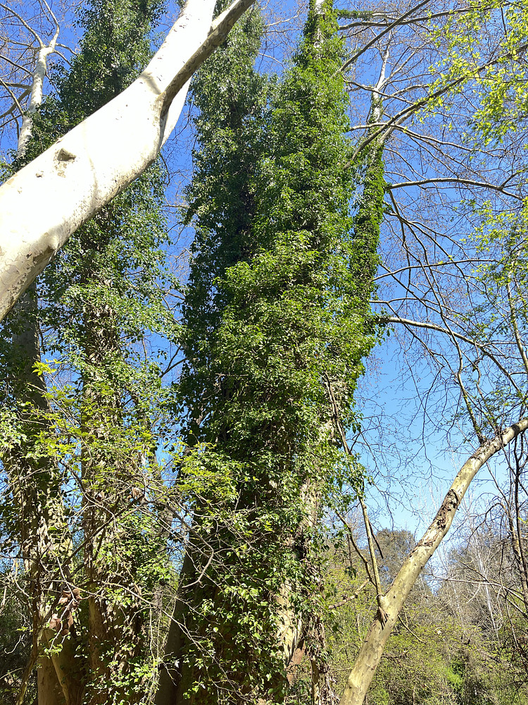 Local vines