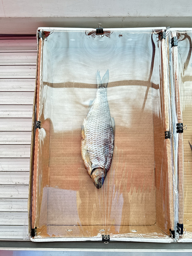 Salty dried fish