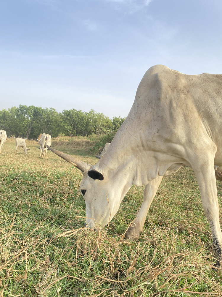 Grazing with ease