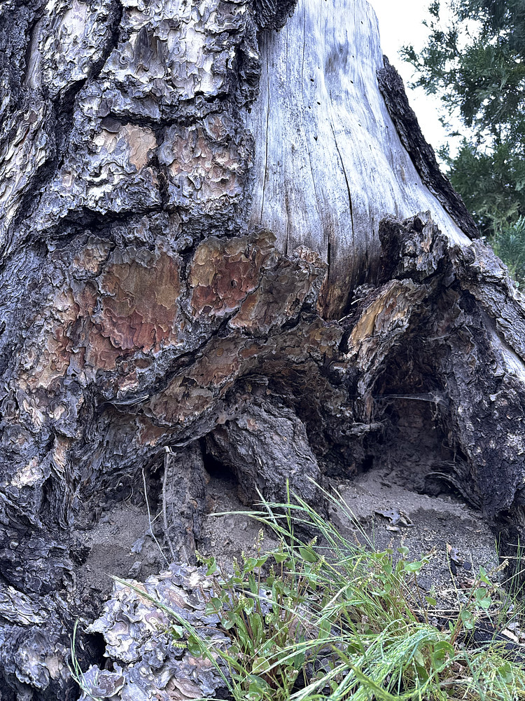 Roots