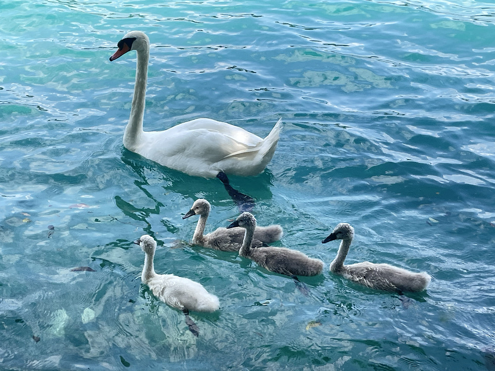 Bled Lake Swans 