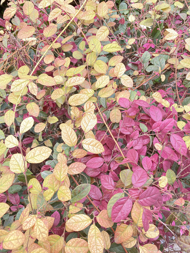 Leaves tones 