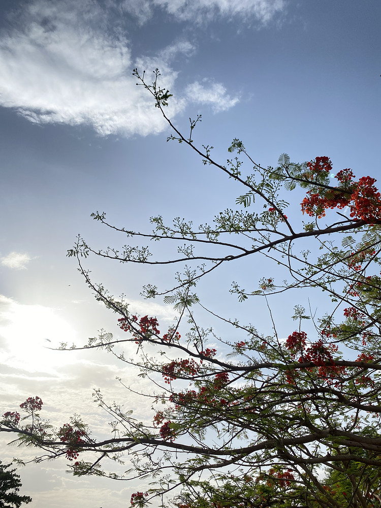 Southern trees