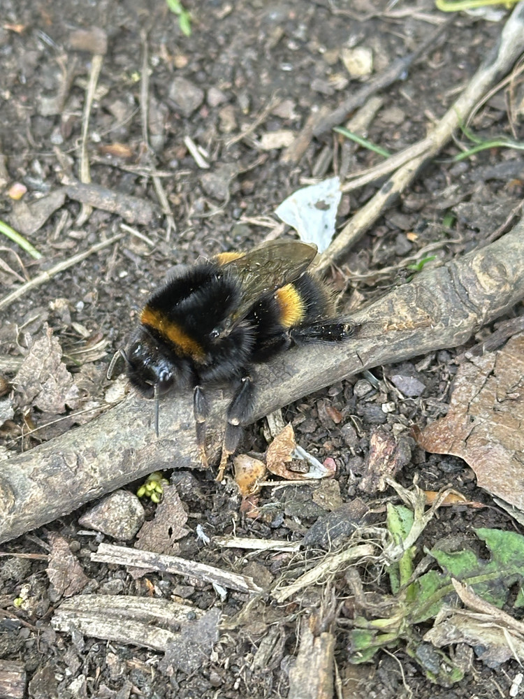 Queen at Rest