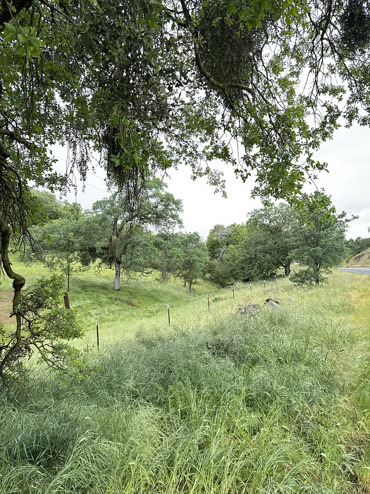 Dancing Oaks 