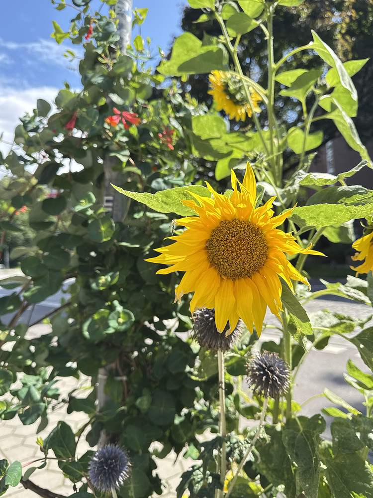 Sunny Tuesday