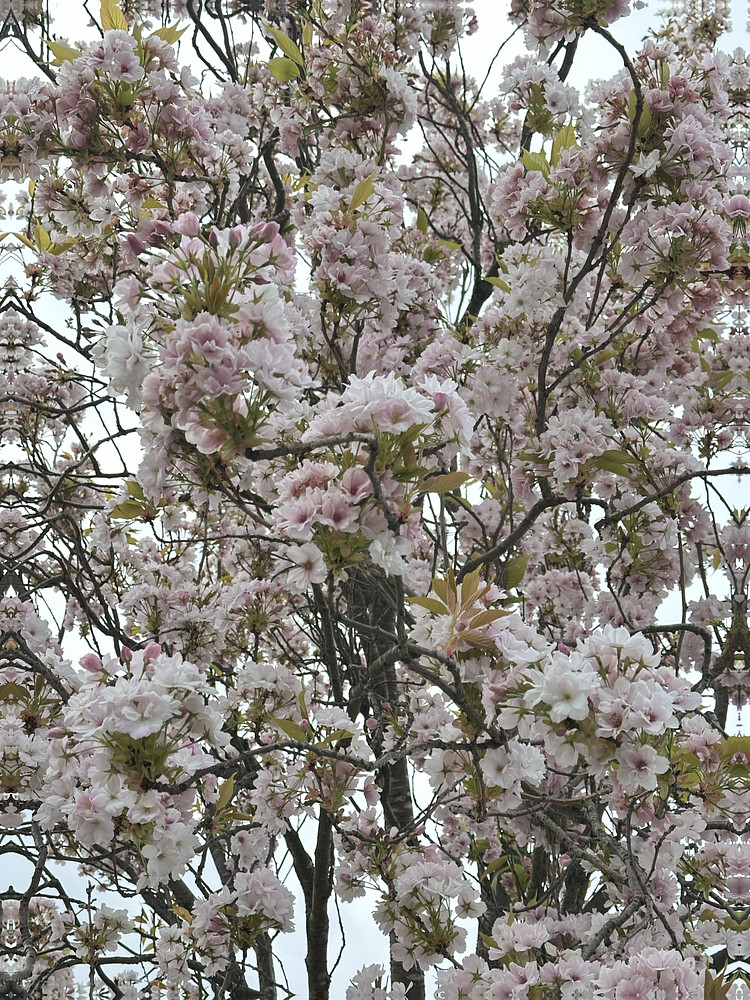 Abundance of Blooms