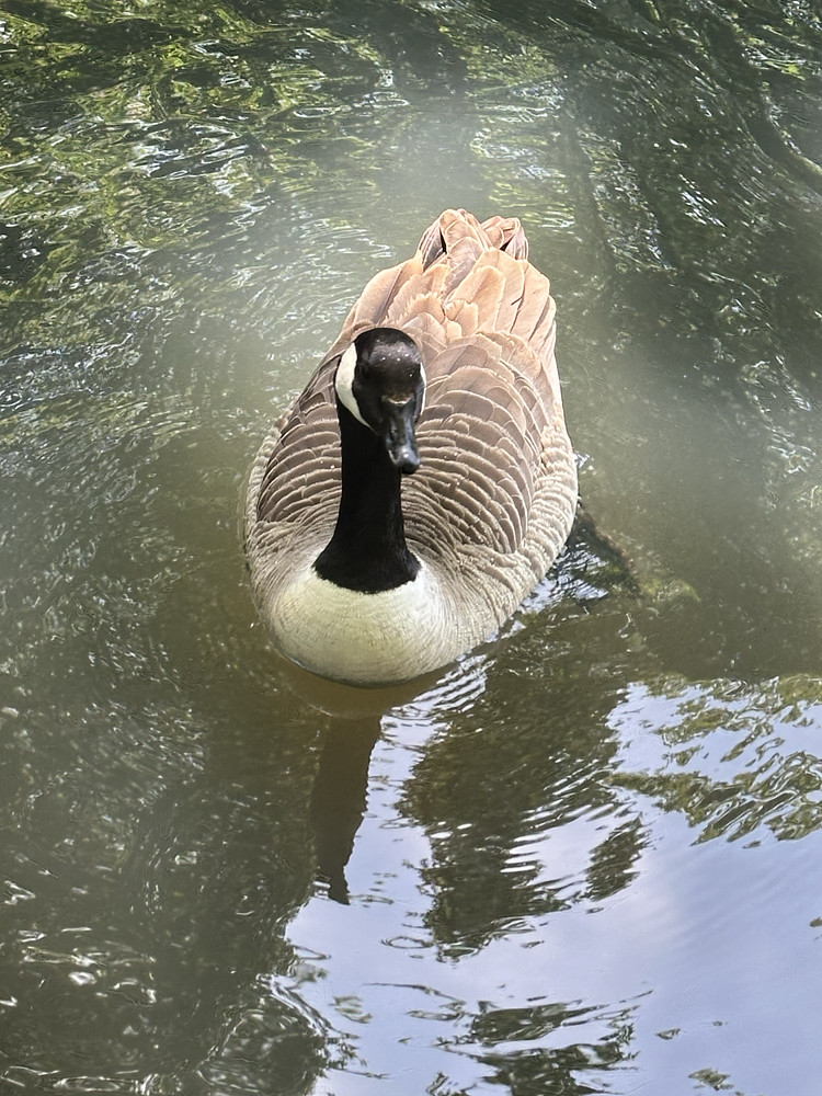 Ripples