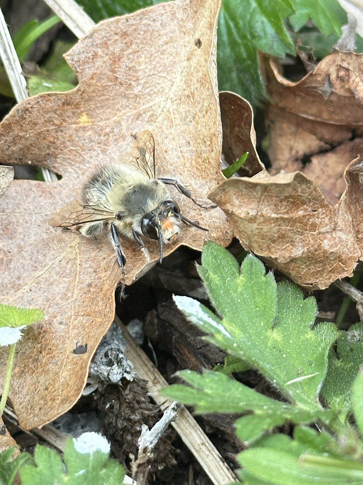Bee-utiful 