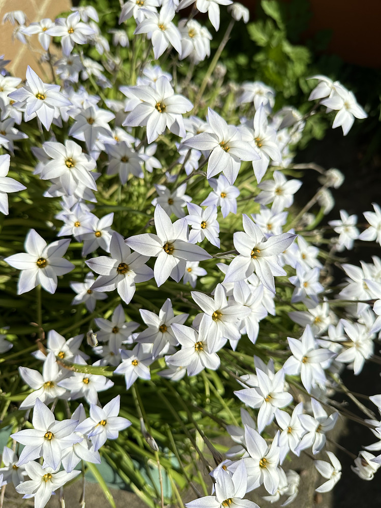 White Stars