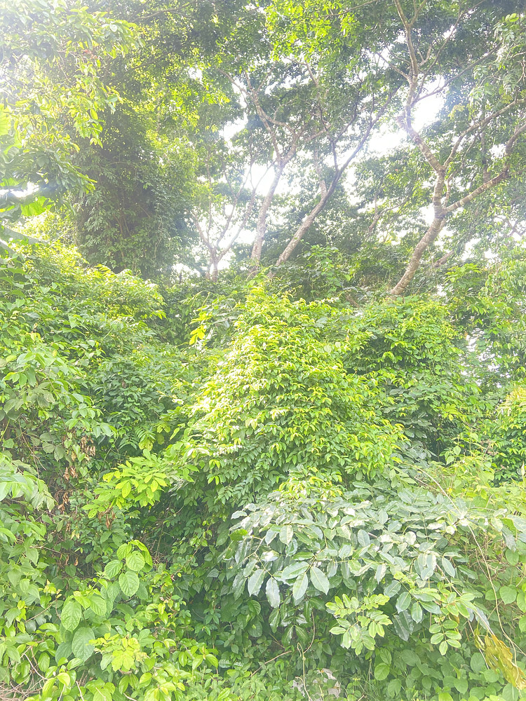 Rainforest 
