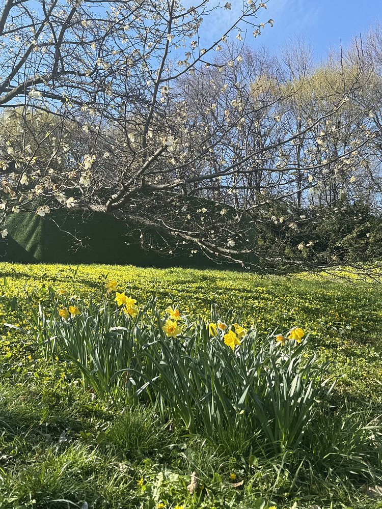 Bloom #1