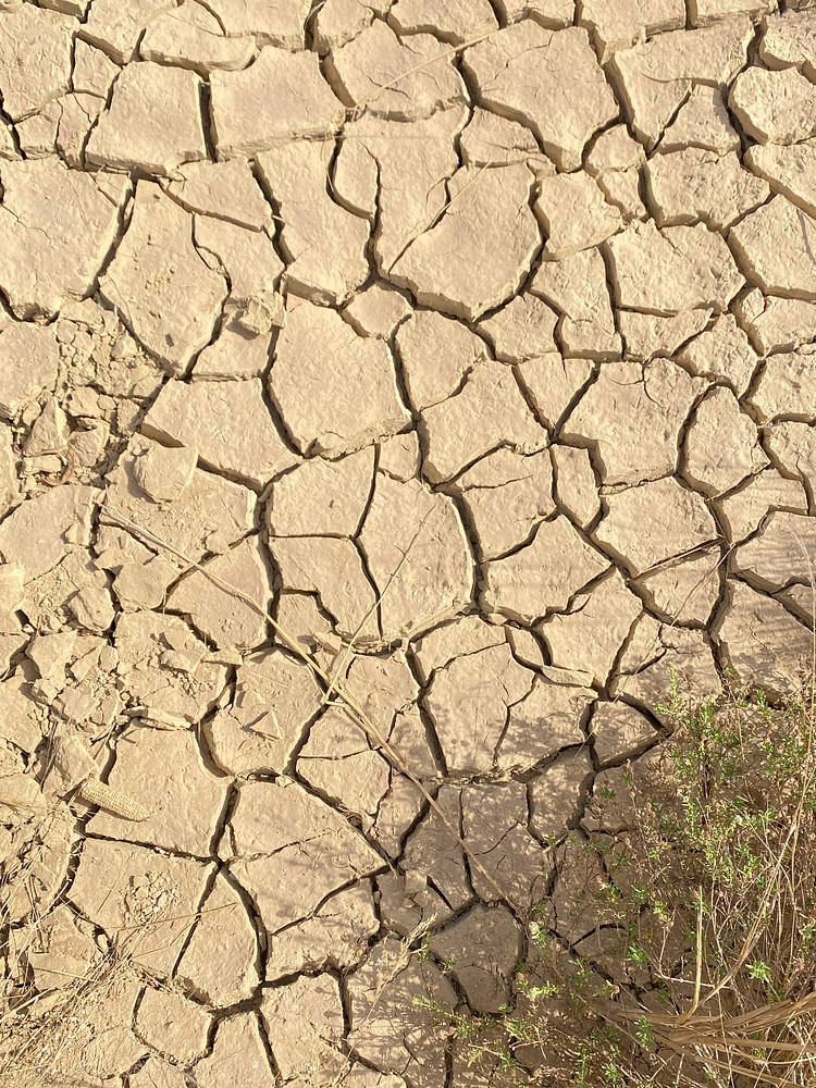 Effects of a dangerous climate
