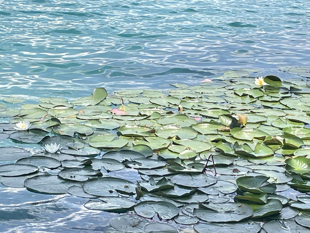 Bled Water Lily 