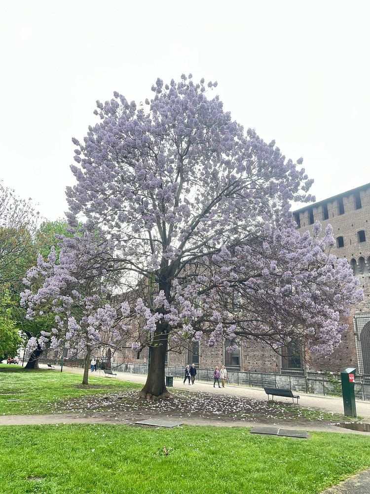 Culmination of spring
