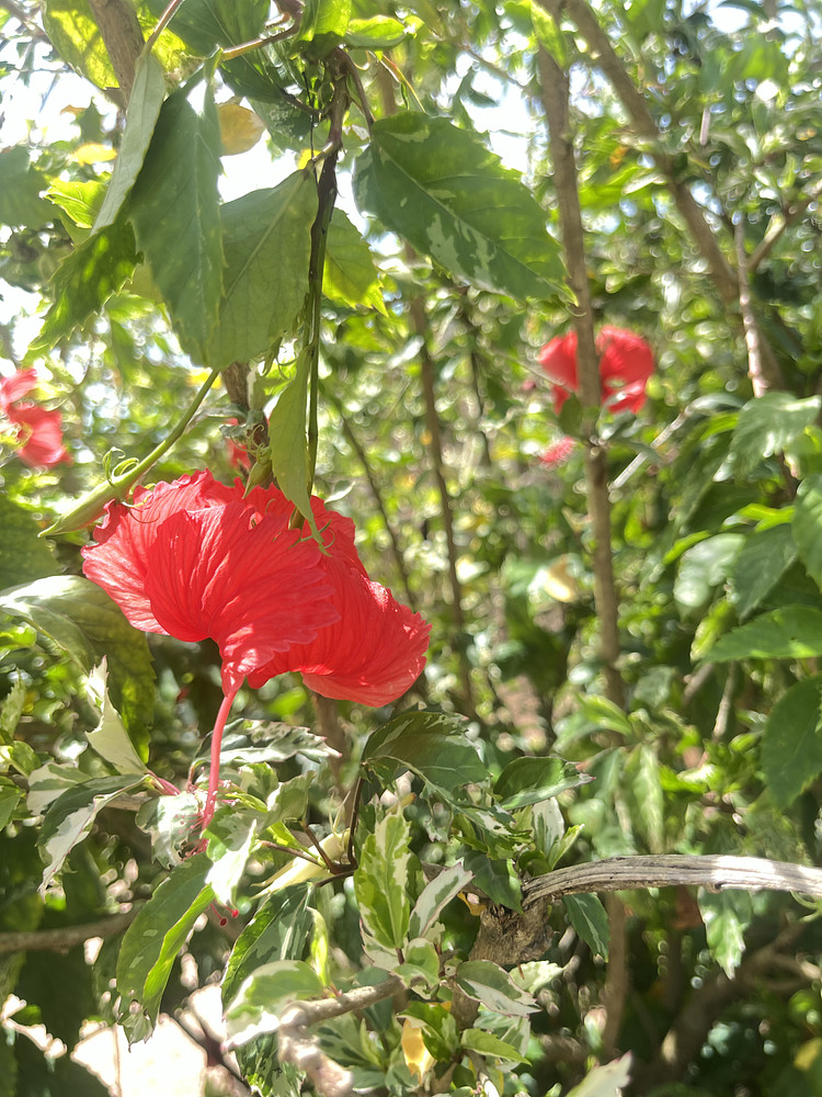 Red Rose