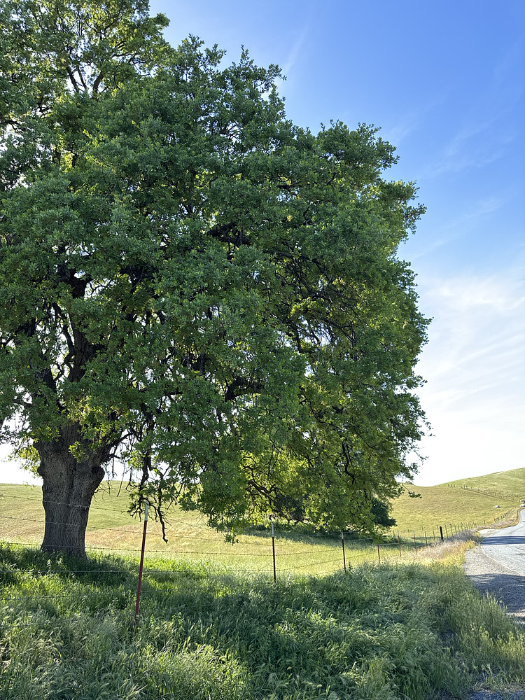 Oak Tree 1