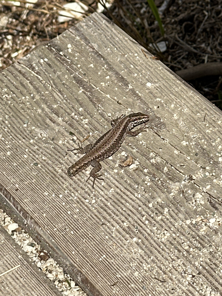 Lost my tail 