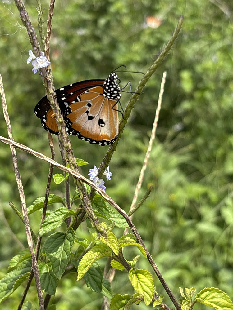 Butterflies 