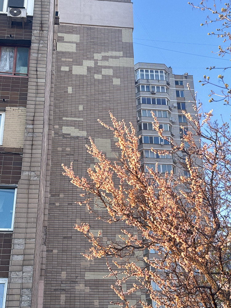 Apricot