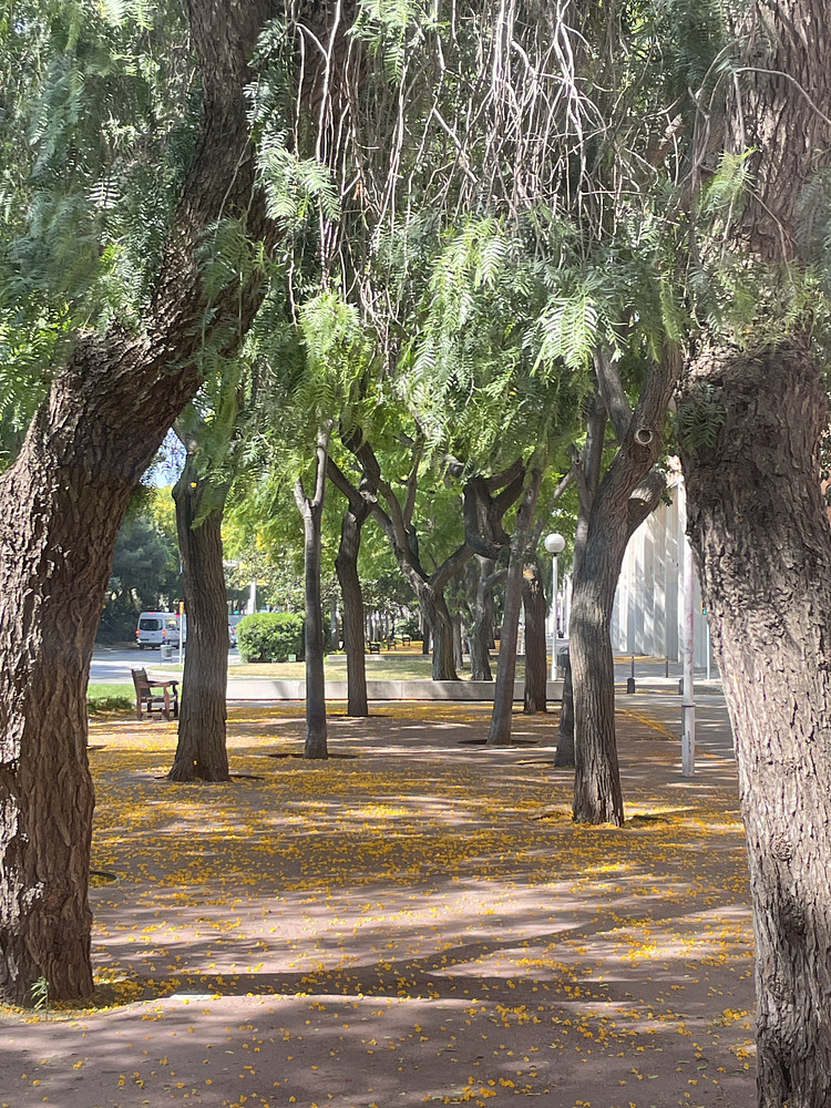 Light in the park 