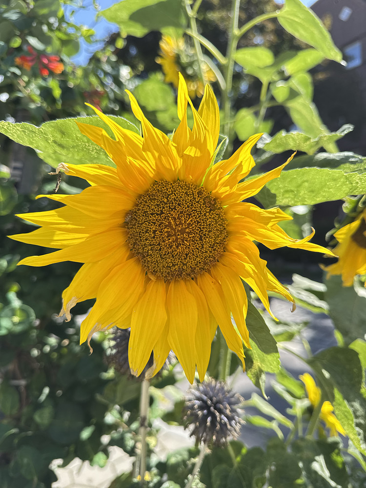 Sunflowers At A Random Street