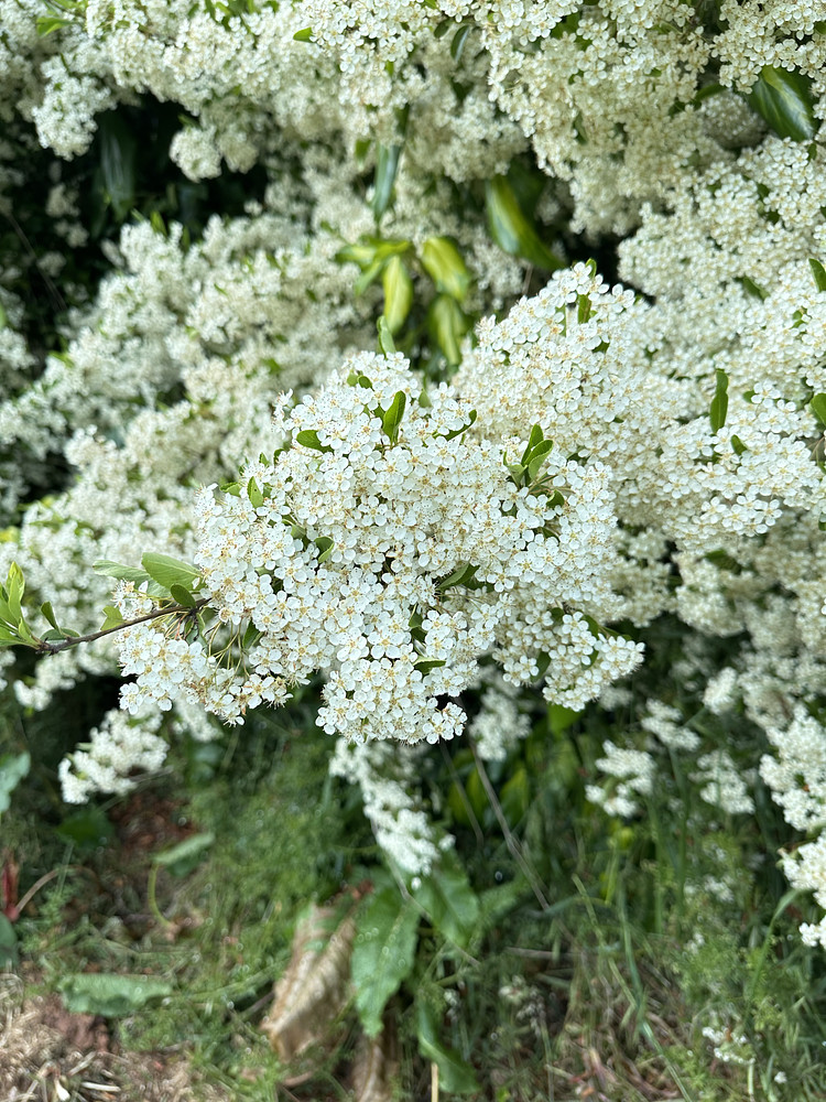 Full Bloom