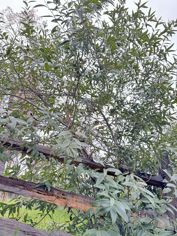 California Bay Leaf Tree