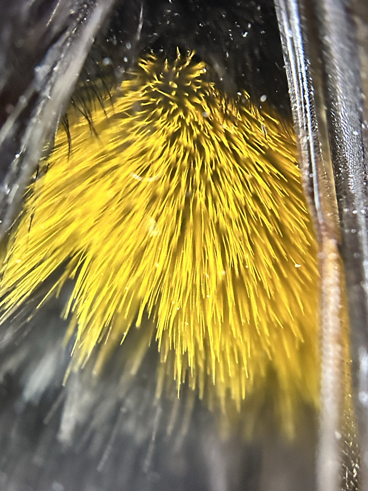 Fuzzy Buzzy