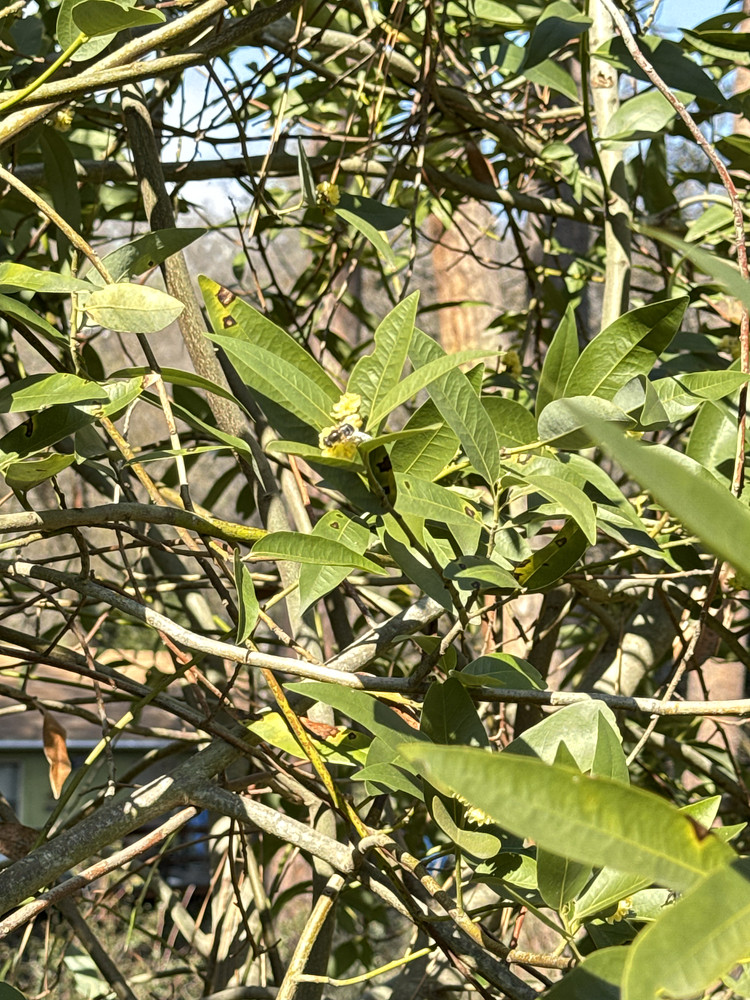 California Bay leaf Tree 