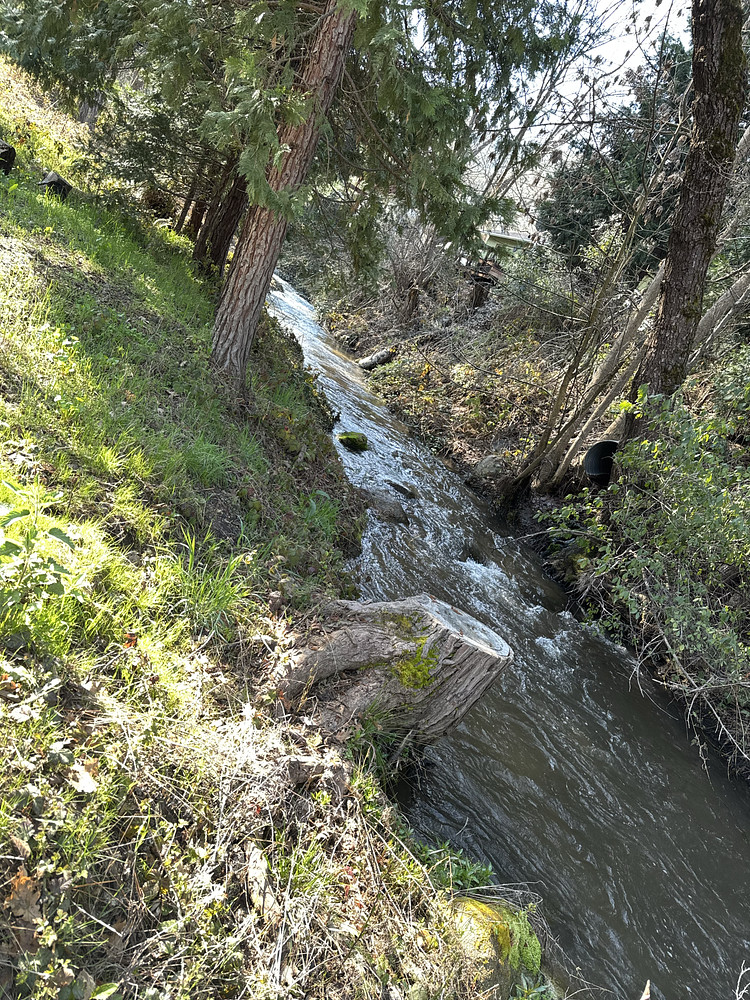 Capinero Creek 
