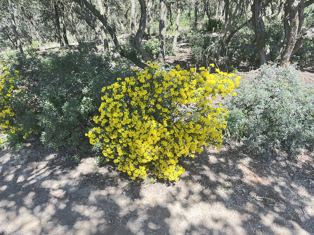 Yellow flower bushes