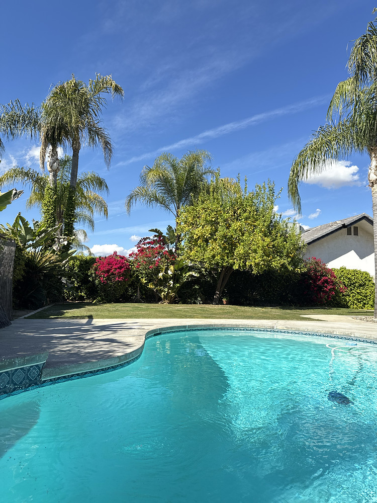 Lemons and Palms 