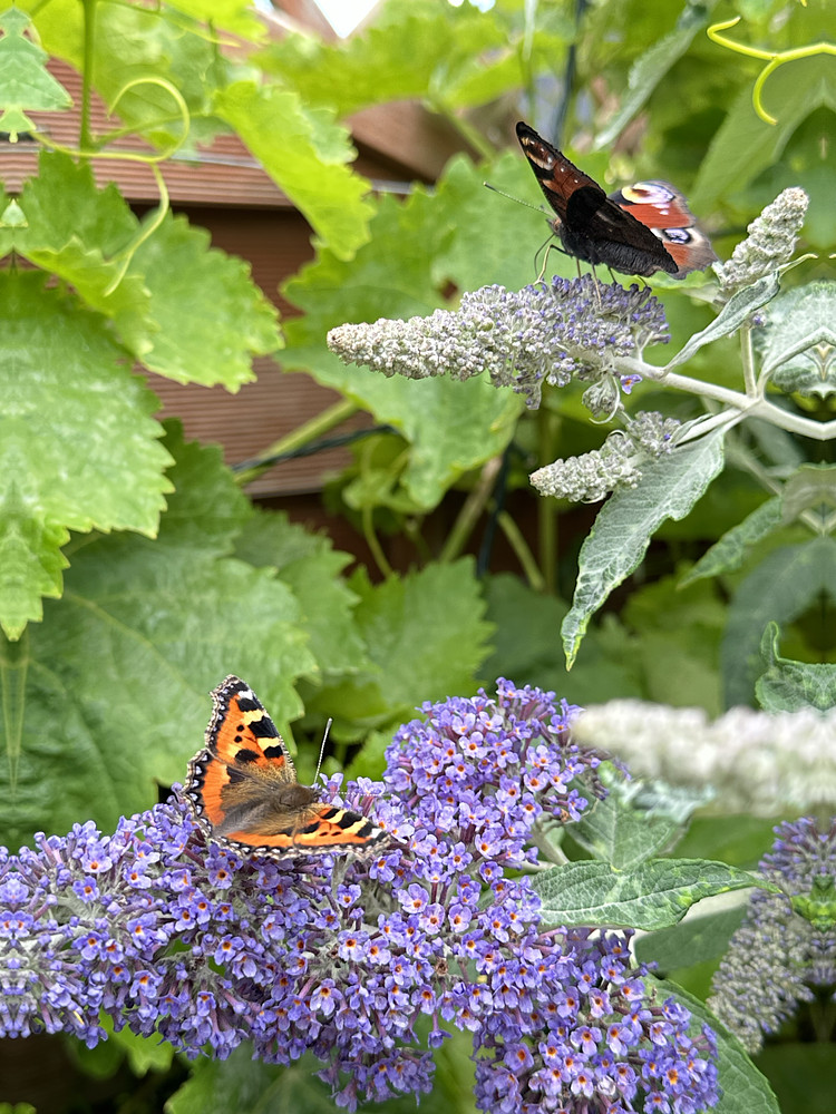 Two for Tea