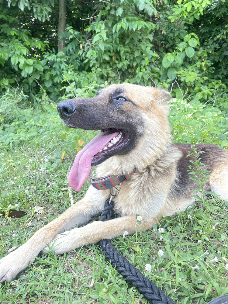 Dog