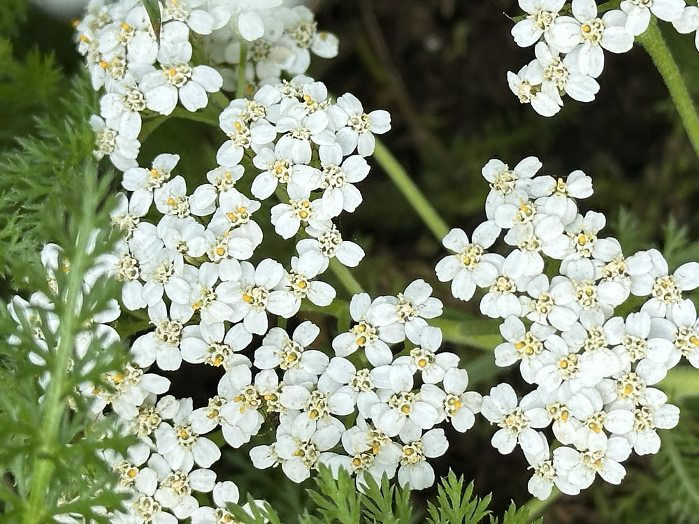 Floral Snowflakes 