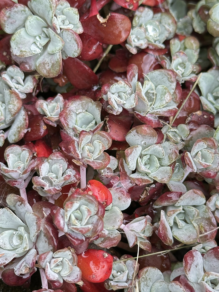 Squishy Roses