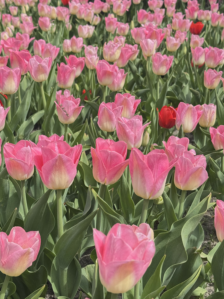 Tulip field 