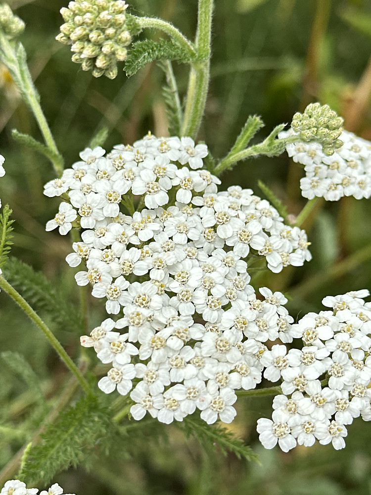 White Lace