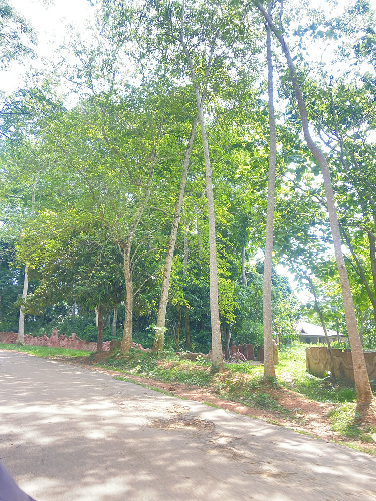 In the woods