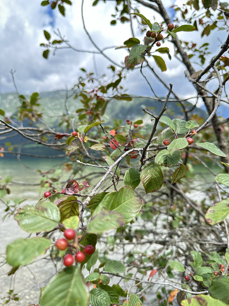 Small Tree 
