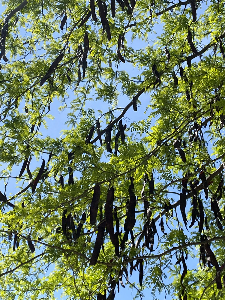 Green black blue 