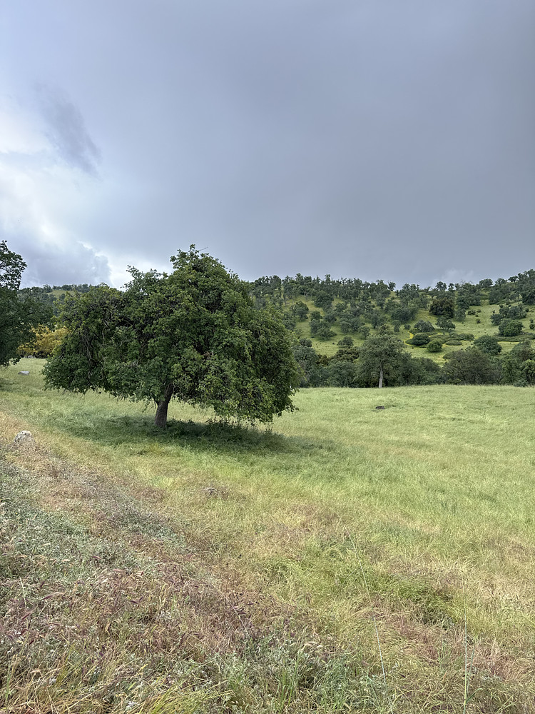 April Oaks 