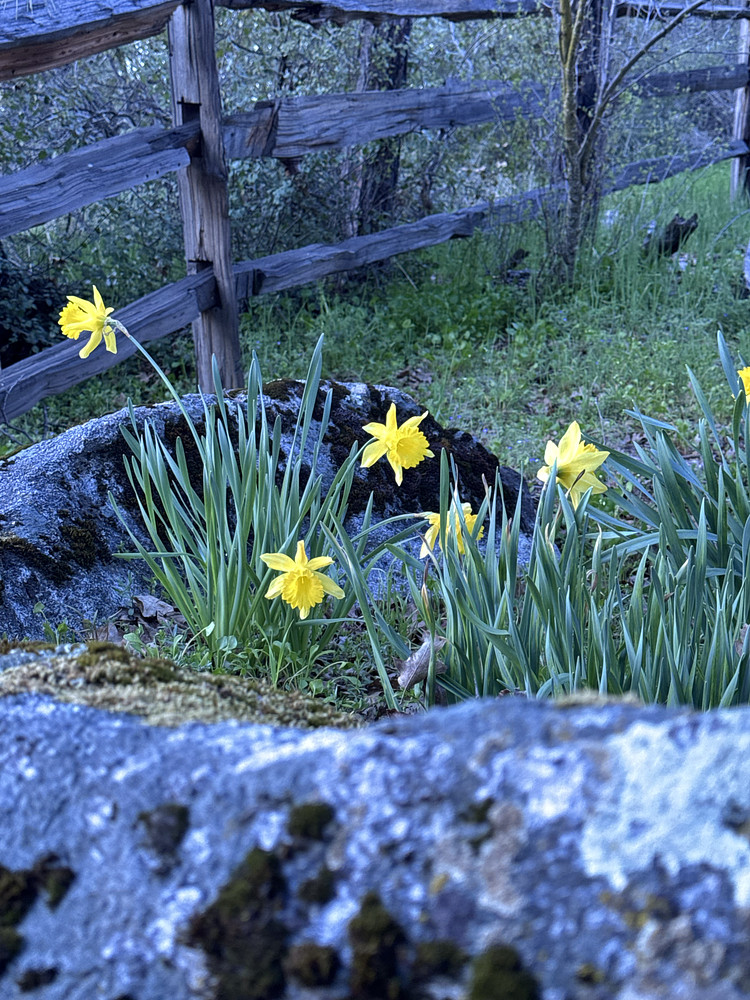 Spring Blooms 
