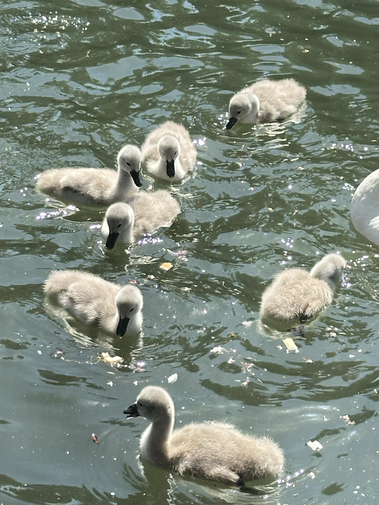 Fluffy Beauties