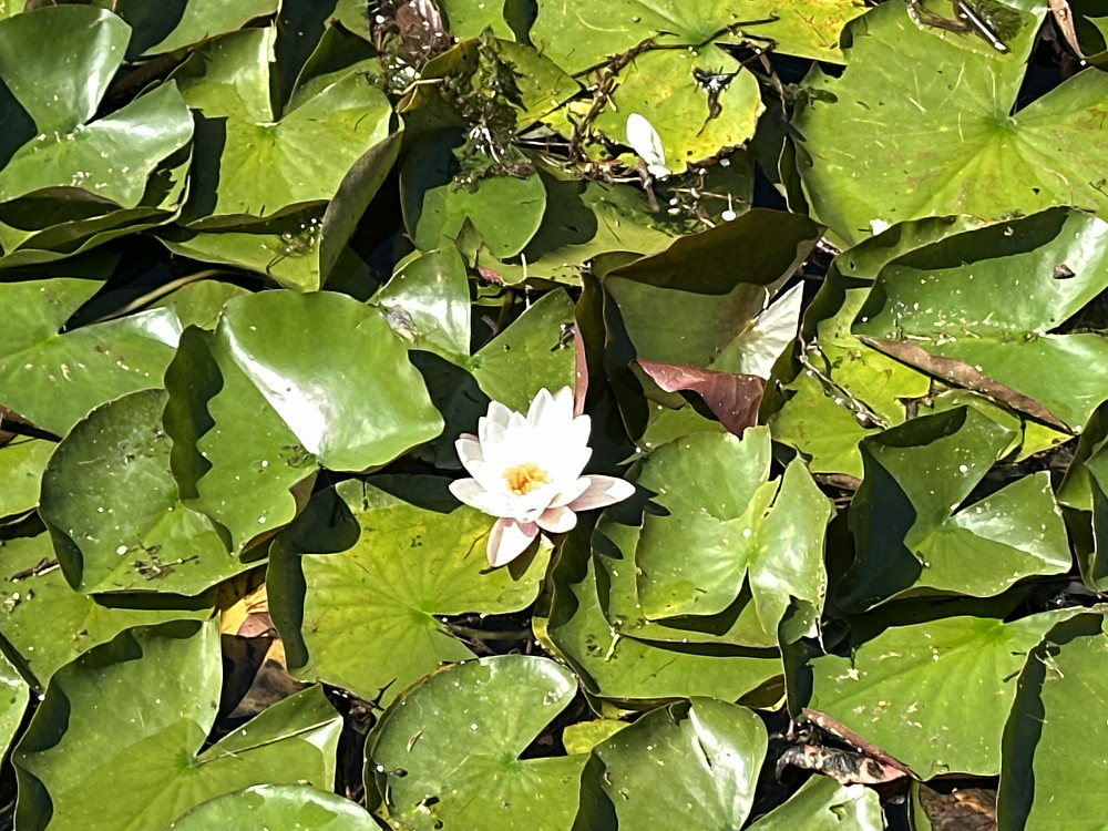 Nature 