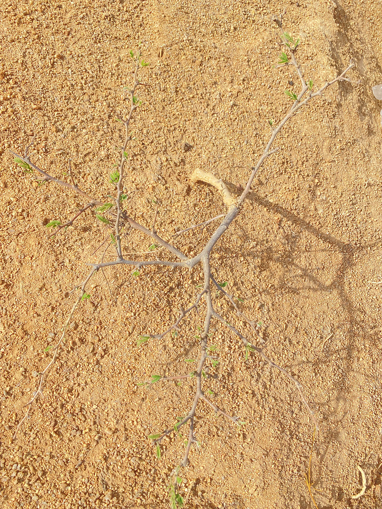 Withered